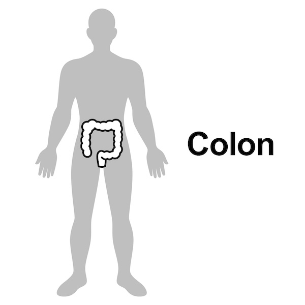 Colon